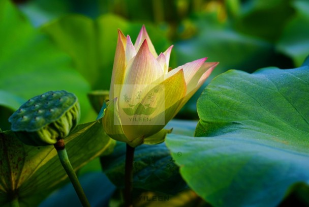 南京艺莲苑碗莲大型荷花【金丝猴】种藕黄色少瓣