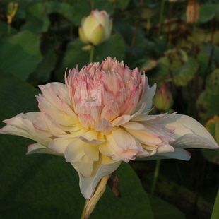 南京艺莲苑保护品种种藕  荷花 碗莲 切花荷花 新品种