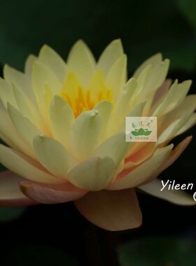 水生植物南京艺莲苑中大型耐寒睡莲【佛罗里达】根块苗，淡黄色