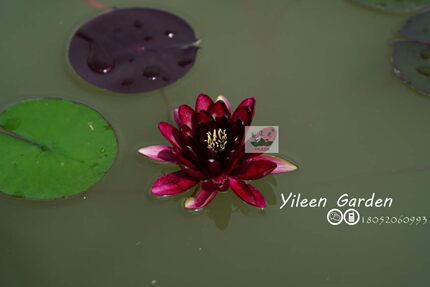 南京艺莲苑水生花卉中大型耐寒睡莲【黑公主】根块苗，红黑丰花