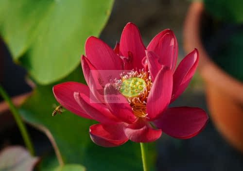 南京艺莲苑  碗莲  大型荷花种藕