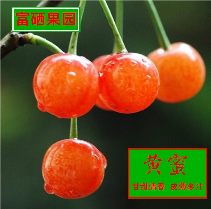 烟台大樱桃车厘子新鲜水果黄蜜甜水晶自然成熟现摘现发顺丰包邮