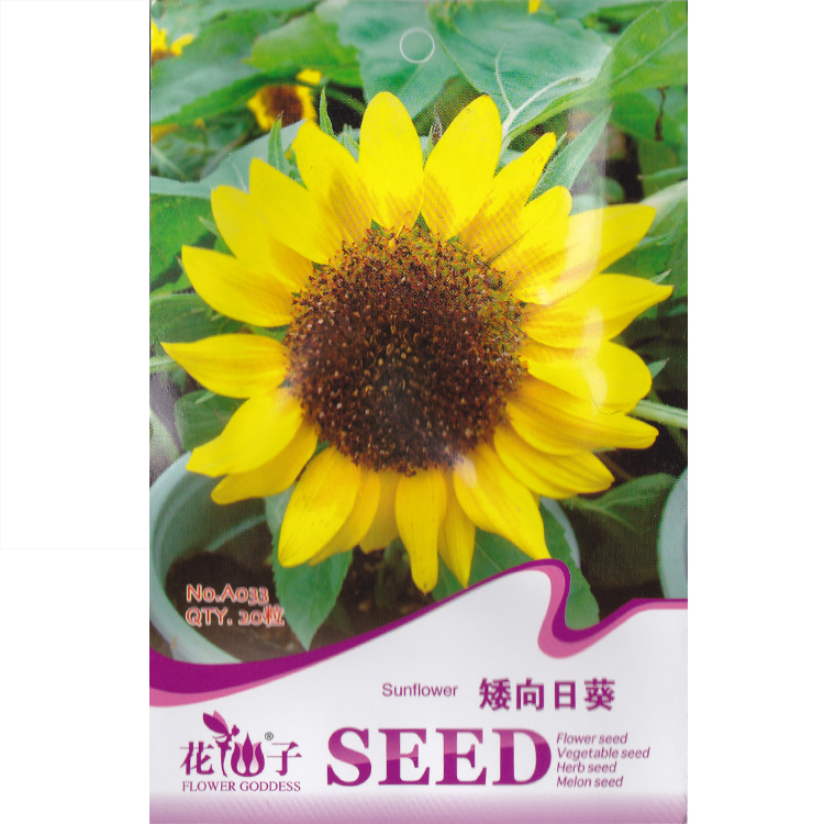 矮向日葵種子 進口品種 株高僅40cm 全年播種 花卉種子sunflower