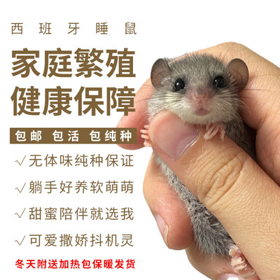 宠物西班牙睡鼠幼崽活体睡鼠学生迷你小宠物抖音同款网红小宠包邮