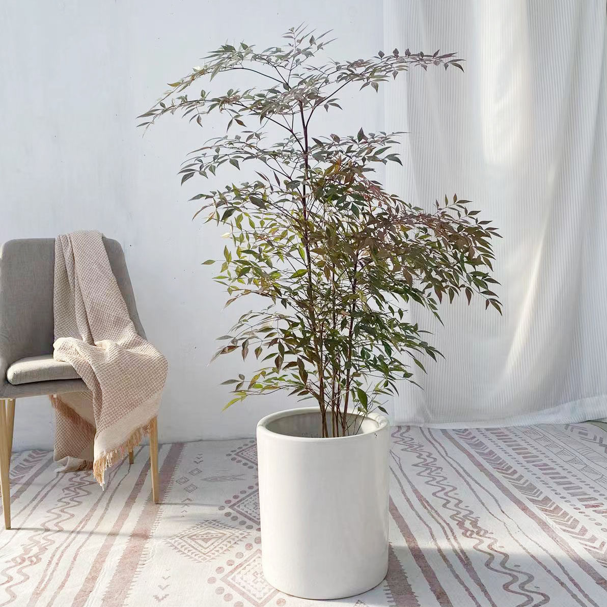 南天竹盆栽老桩南天竺室内造型绿植客厅阳台庭院观叶植物盆景无锡
