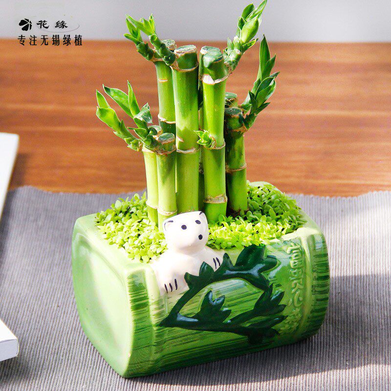 富贵竹文昌竹卡通造型桌面小盆栽绿植办公室教师节送老师无锡同城