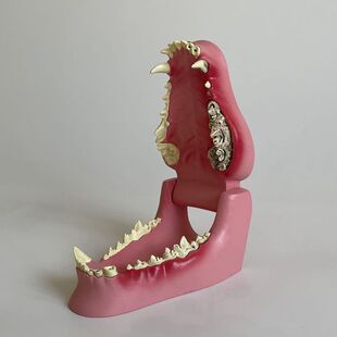 犬牙齿模型口腔牙龈病理变化狗狗牙齿仿真塑胶模具犬科猫咪牙齿兽