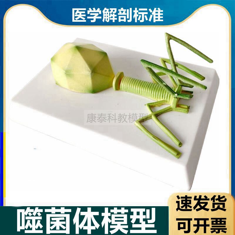 박테리오파지 모델 미생물 증폭 구조 코로나바이러스 인플루엔자 호흡기 전염병 막대 광견병 아데노바이러스