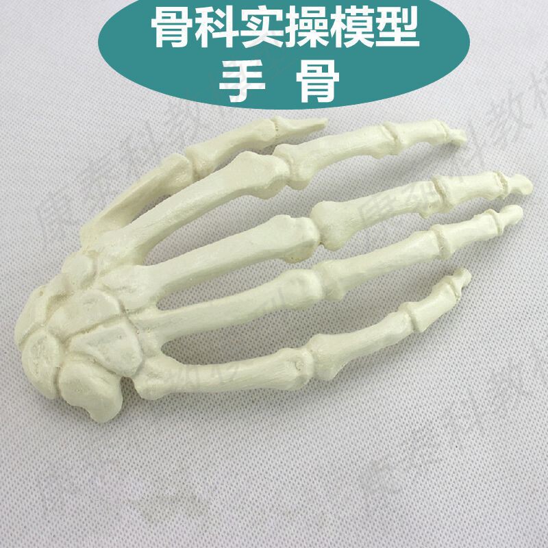 정형외과 실습 모의 수술 실습 손 뼈 수술 사지 느슨한 뼈 의료 교육을 위한 인공 뼈 모델