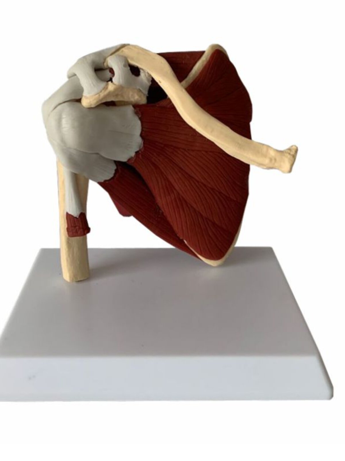 인간의 어깨 관절 모델 견갑골 근육 쇄골 상완골 재활 기능 한의학 경락 관절 인대 힘줄과 뼈