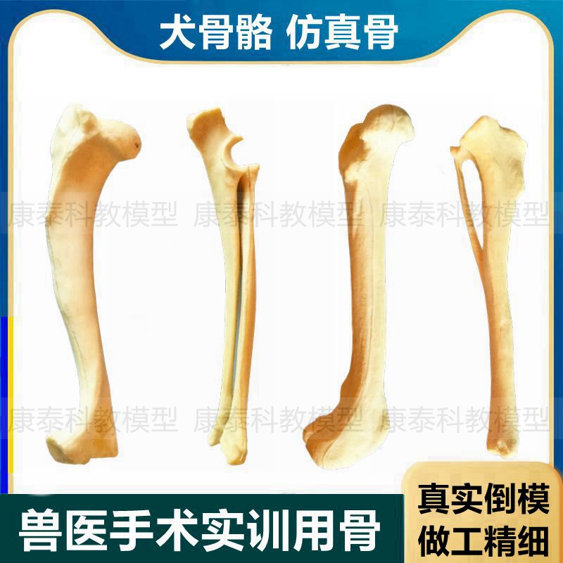 犬骨骼模型散骨仿真股骨手术实训操作练习材料钻孔兽医动物狗骨头