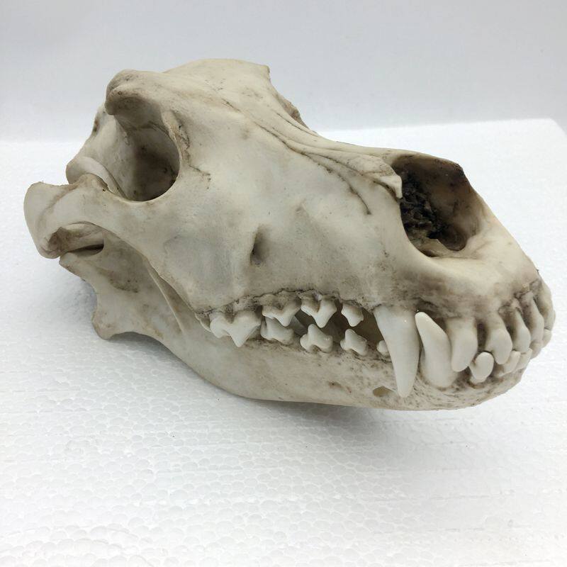 康泰模型狼头骨仿真标本