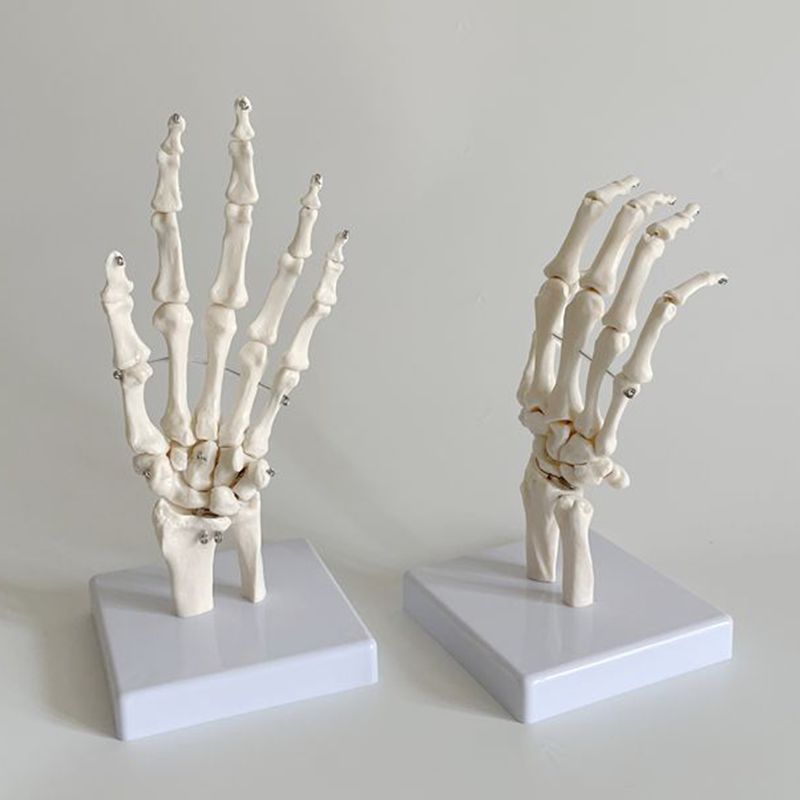 手骨模型1比1仿真左右可弯曲活动握拳腕骨散的美术造型医用外科教