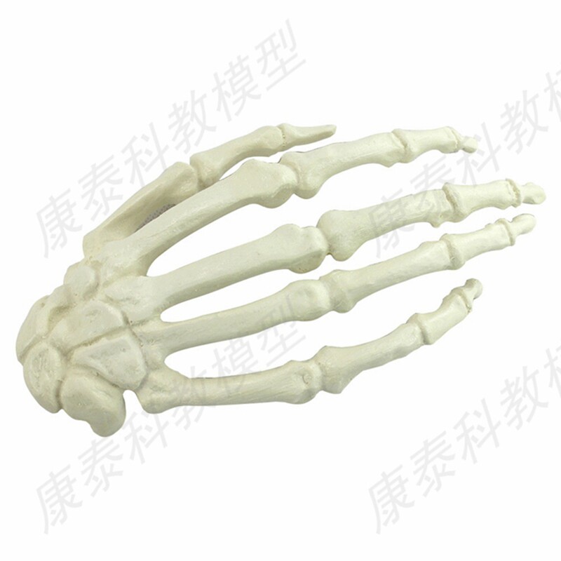 정형외과 실습 모의 수술 실습 손 뼈 수술 사지 느슨한 뼈 의료 교육을 위한 인공 뼈 모델