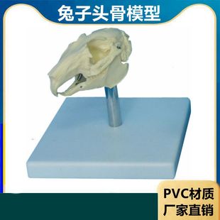 兔子骨骼模型仿真标本生物课教学仪器内脏可拆卸皮肤解剖兔子结构