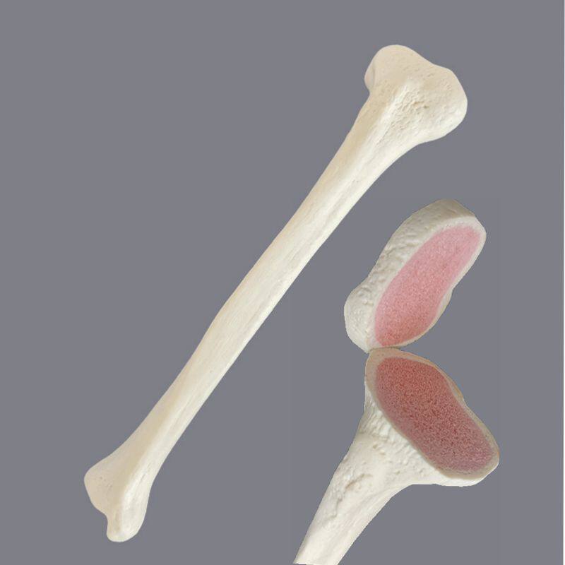 艺用人体肌肉骨骼头雕骷髅