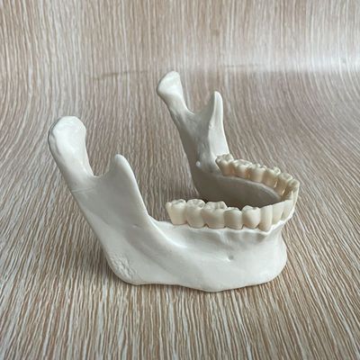 康泰模型下颌骨口腔牙齿下巴牙科