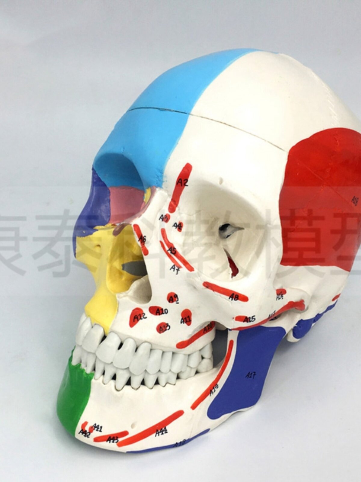 시뮬레이션된 두개골 모델 두개골은 경추 혈관 신경 두개골 예술 복사 입으로 열 수 있습니다