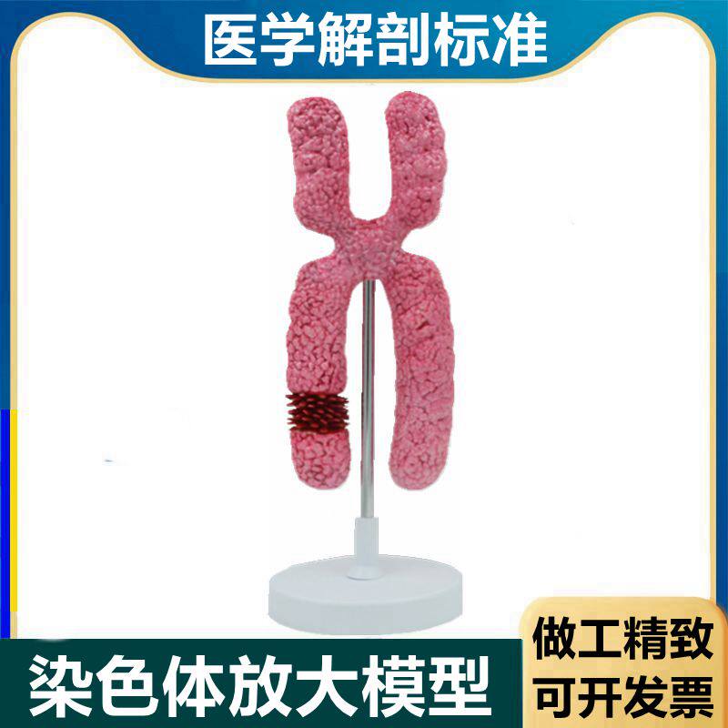 染色体模型 细胞有丝分裂 减数分裂遗传物质性别基因载体23对生物