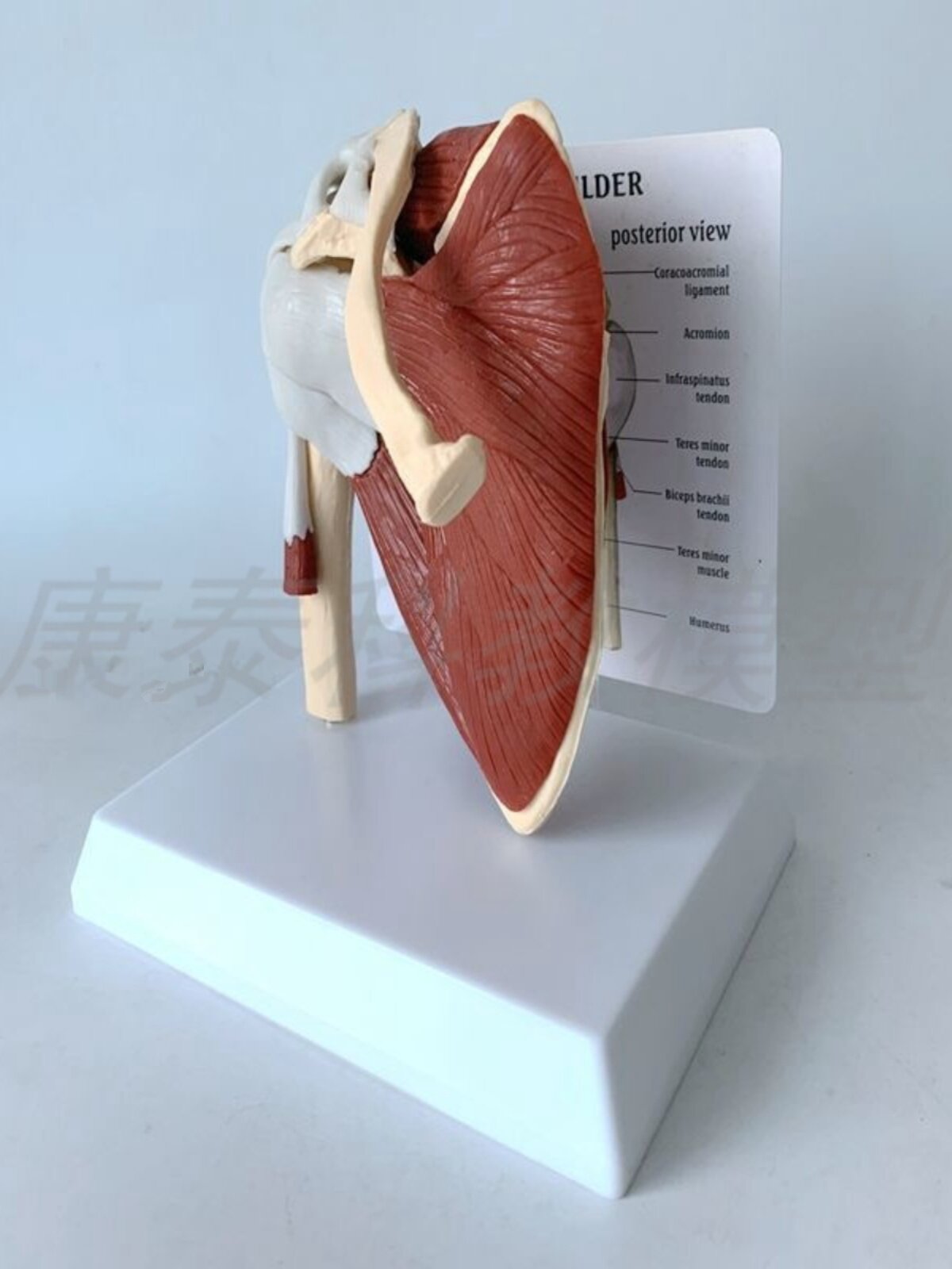 인간의 어깨 관절 모델 견갑골 근육 쇄골 상완골 재활 기능 한의학 경락 관절 인대 힘줄과 뼈