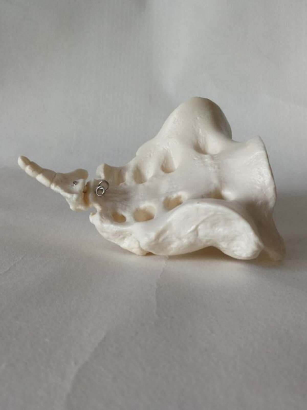 천골 모델 1:1 천골과 미골의 실제 거꾸로 된 금형 한약 자오선 재활 요가 의료 교육 금형 표본