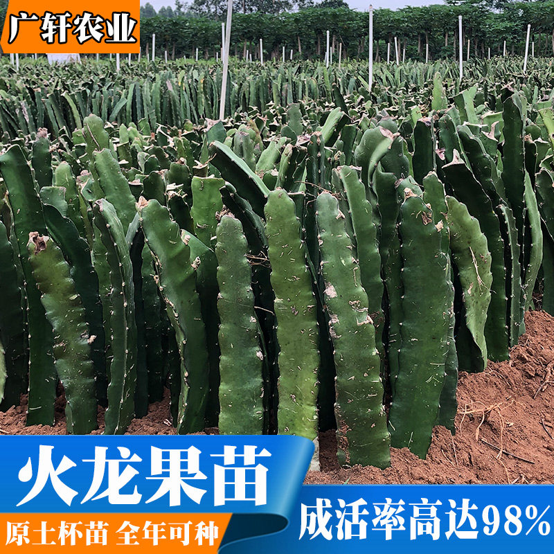 火龙果苗盆栽火龙果树果苗特大红