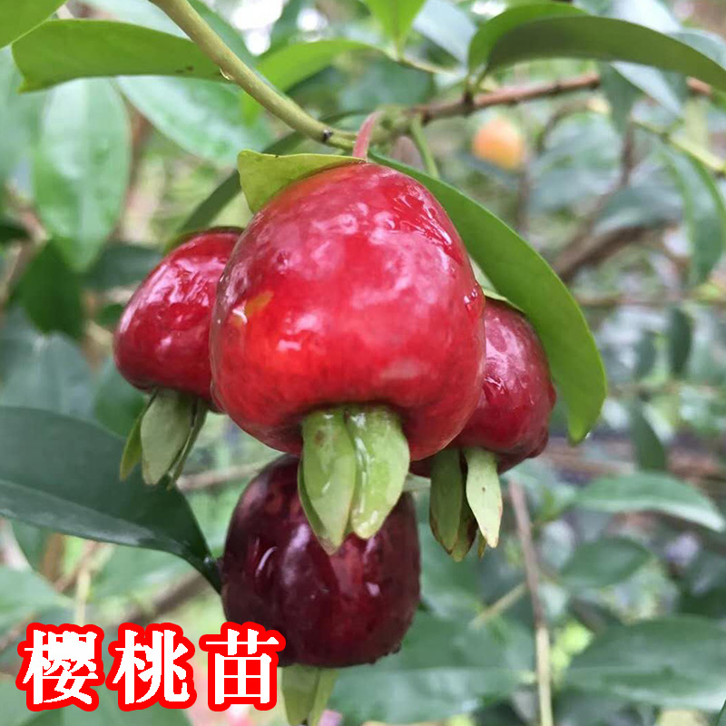 樱桃苗南北方种植盆栽南方种车厘子嫁接苗当年结果樱桃苗大树包邮