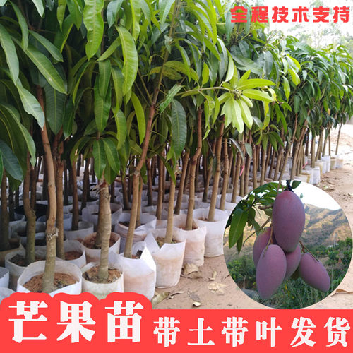 台农凯特七四红贵妃金煌芒果树苗