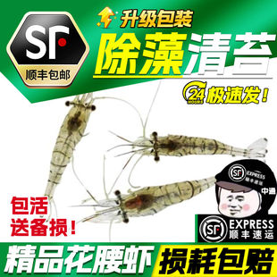 黑壳虾除藻虾观赏虾工具虾饲料虾花腰虾中华小长臂除丝藻刚毛藻