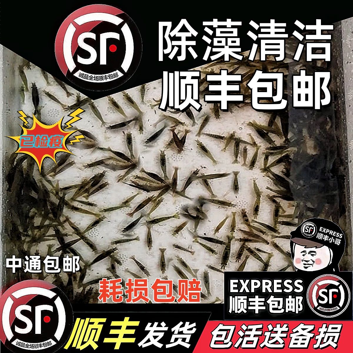 黑壳虾除藻草虾清洁虾顺丰包邮