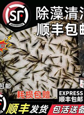 黑壳虾除藻草虾清洁虾顺丰包邮