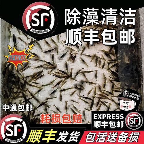 黑壳虾除藻草虾清洁虾顺丰包邮