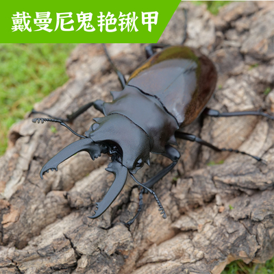 牧野虫社戴曼尼鬼艳锹甲家养活体