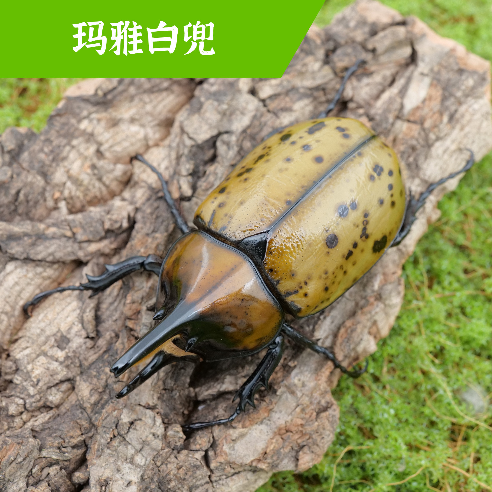 牧野虫社玛雅白兜虫子甲虫宠物甲壳虫独角仙昆虫活物活虫成虫幼虫