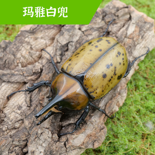牧野虫社玛雅白兜好养精品生态