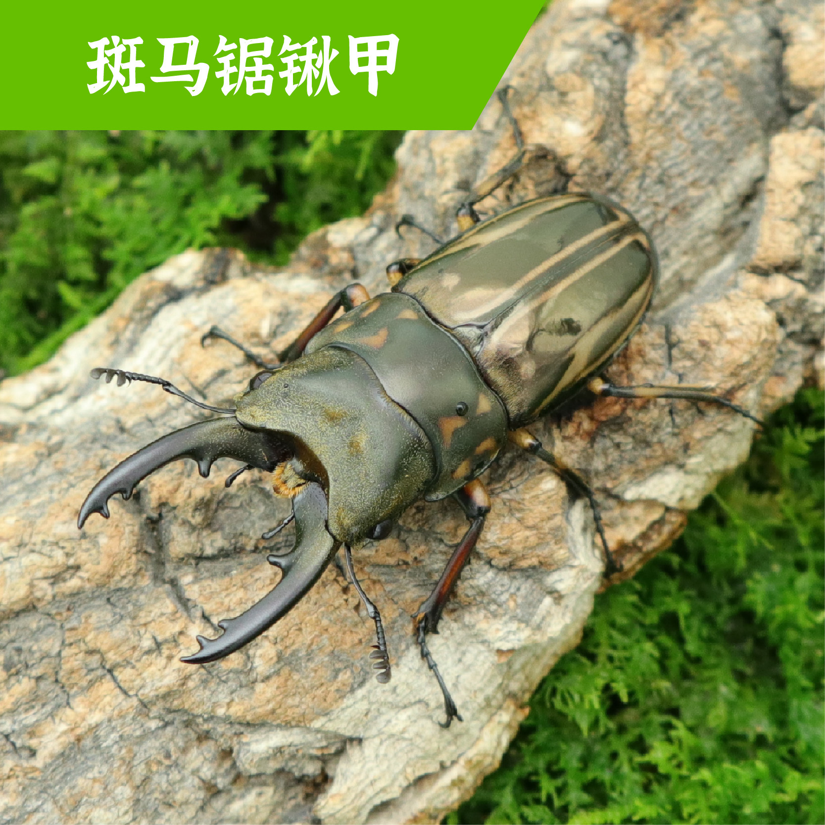 牧野虫社斑马锯锹甲虫宠物独角仙昆虫活物成虫幼虫子活体家养活虫