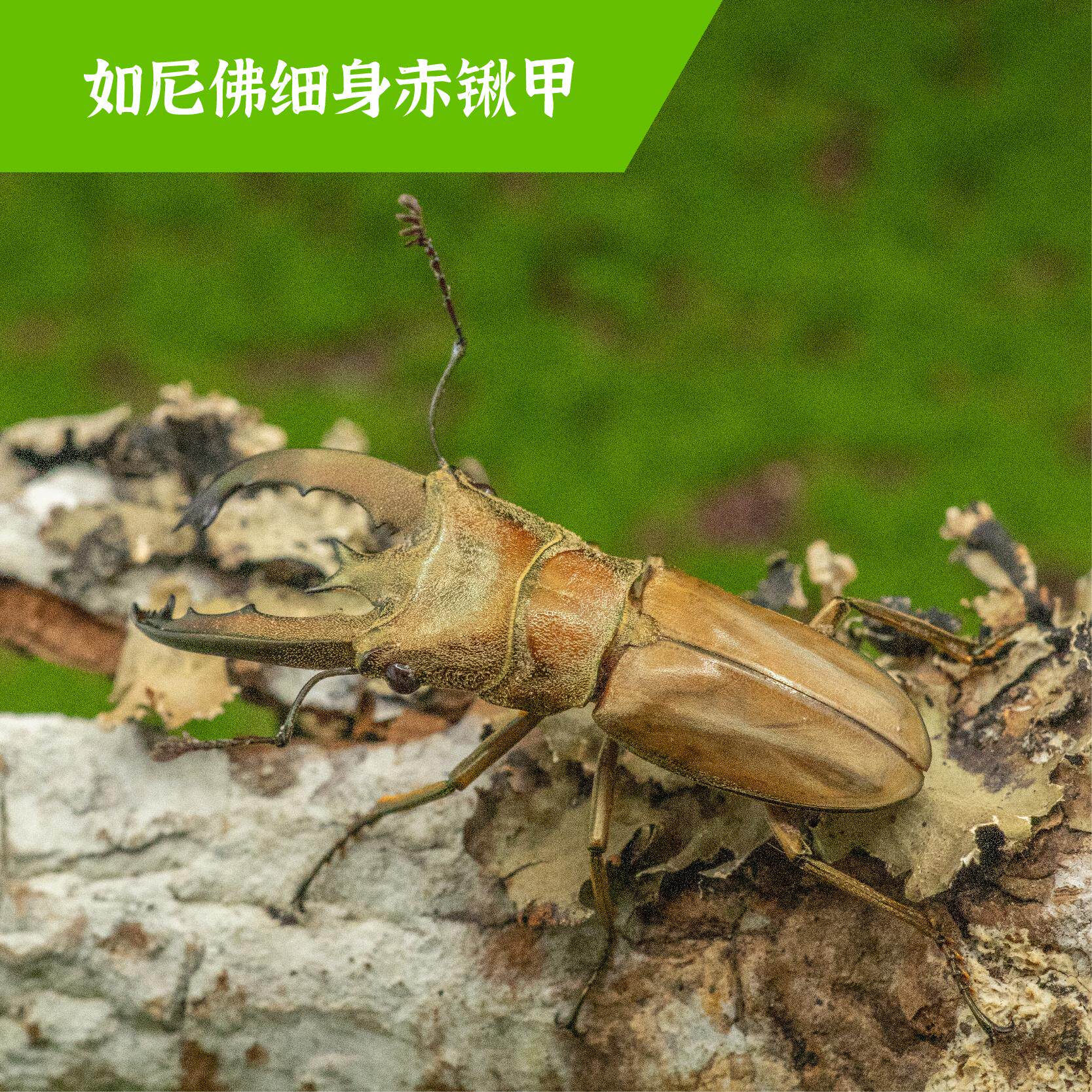 牧野虫社如尼佛细身赤锹甲甲虫