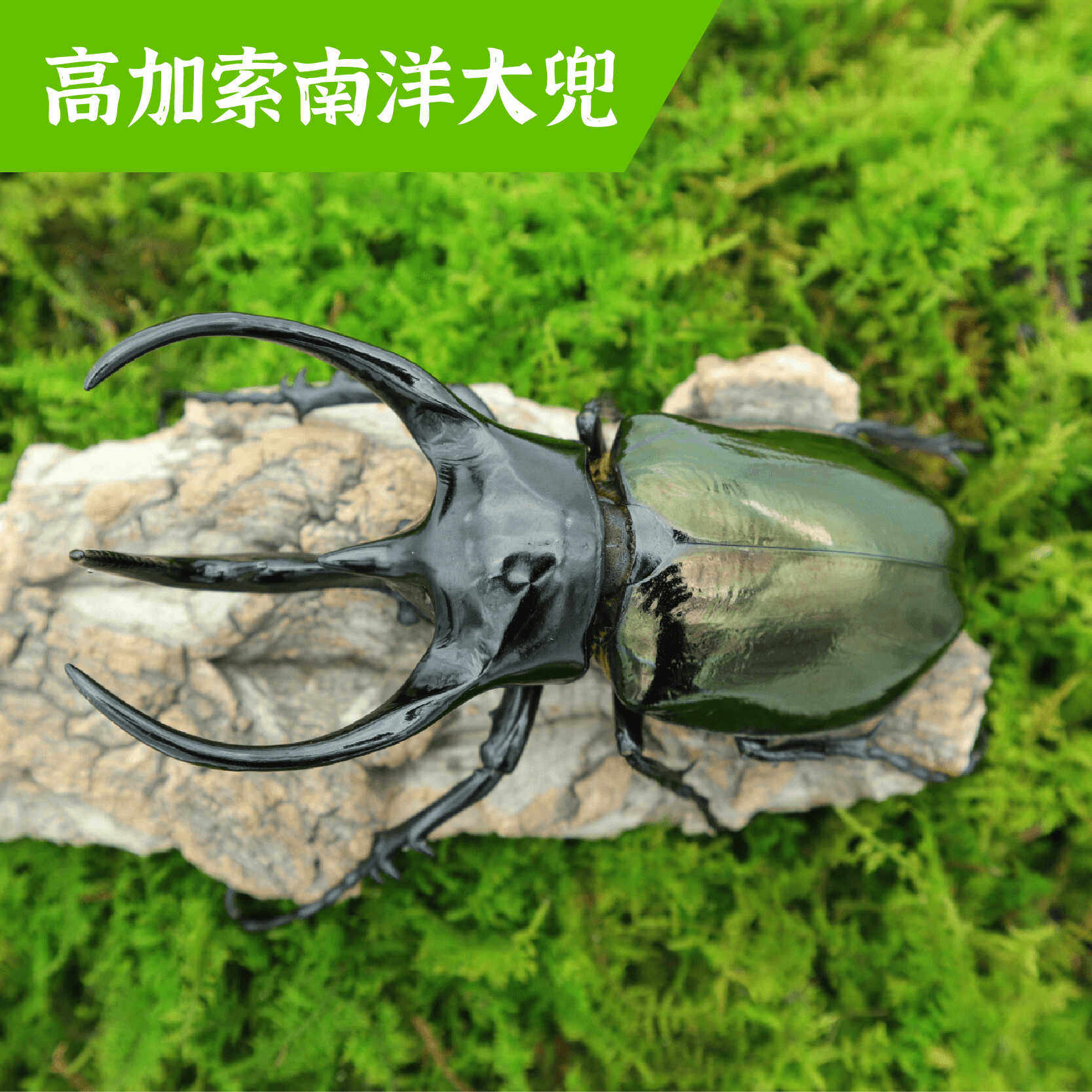 牧野虫社南洋大兜虫ccb独角仙甲虫宠物昆虫活物活虫成虫幼虫甲壳