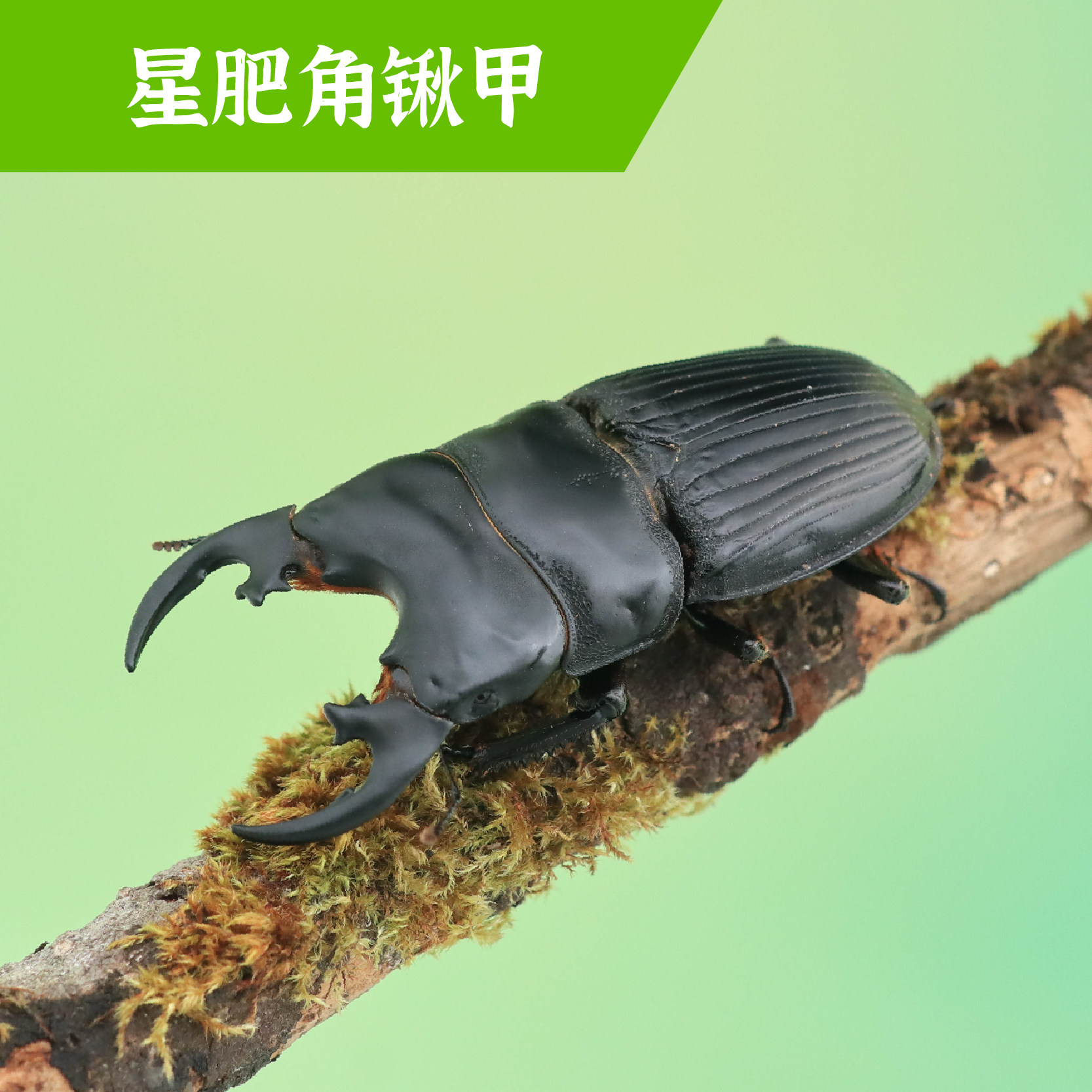 牧野虫社星肥角锹甲虫宠物独角仙昆虫活物成虫幼虫子活体家养活虫,宠物/宠物食品及用品,特色爬宠/鸣虫,淘宝优惠券,粉丝福利购,淘宝优惠卷