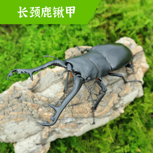 牧野虫社长颈鹿锯锹甲虫宠物独角仙昆虫活物成虫幼虫子活体家养