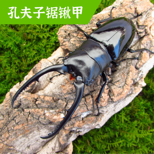 牧野虫社孔夫子锯锹好养精品生态