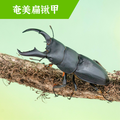 牧野虫社奄美扁锹甲甲虫独角仙