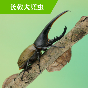 牧野虫社海格力斯长戟大兜虫独角仙甲虫宠物昆虫活物成虫幼虫活体