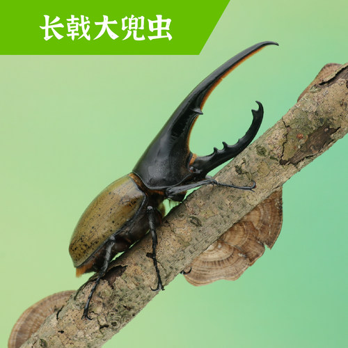 牧野虫社长戟大兜虫甲虫独角仙