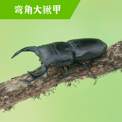 牧野虫社弯角大锹甲虫独角仙