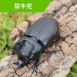 牧野虫社犀牛兜独角仙甲虫宠物昆虫活物成虫幼虫活体甲壳虫子家养