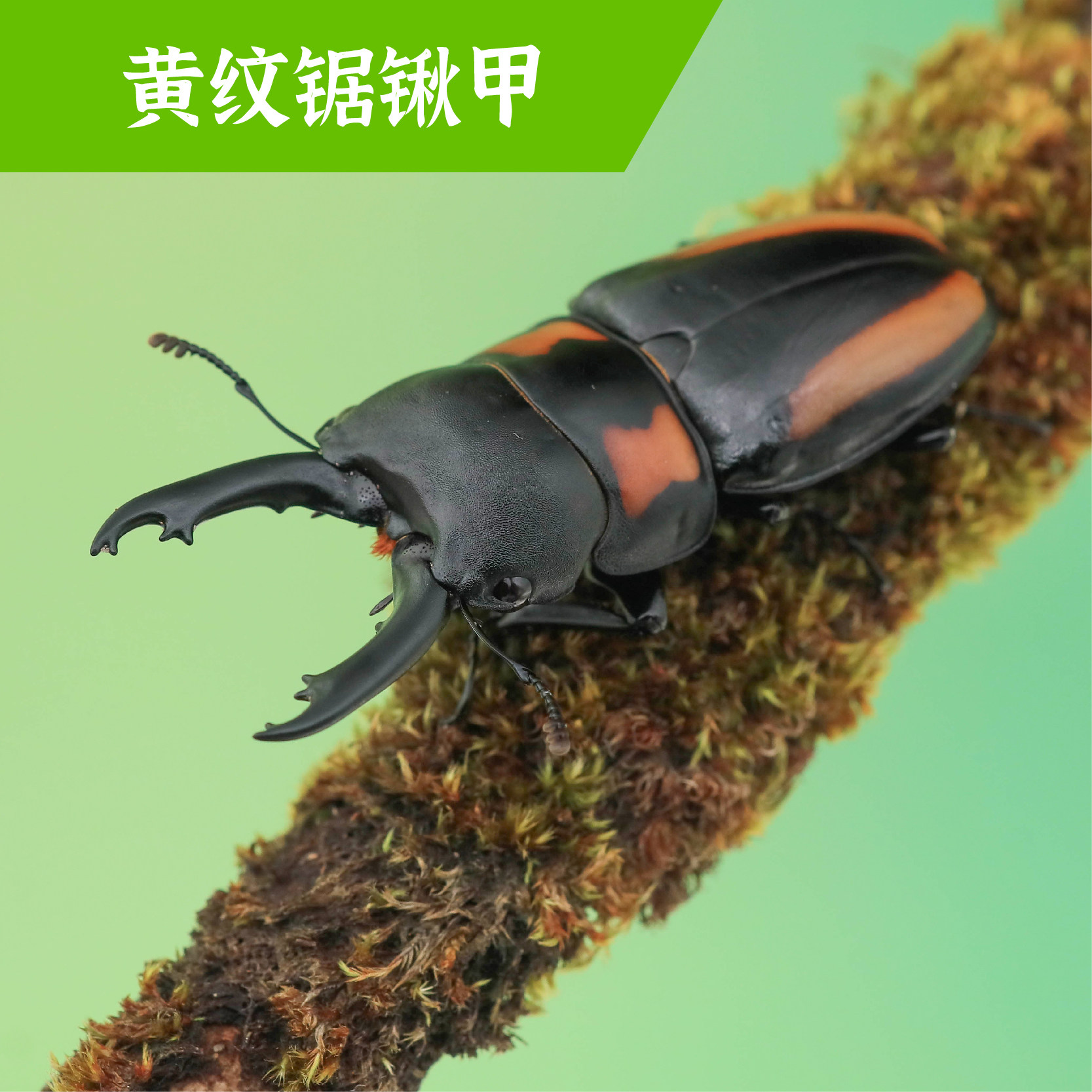 牧野虫社黄纹锯锹甲独角仙甲虫爬宠活体昆虫锹甲中国大扁兜虫