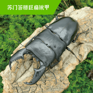 牧野虫社苏门答腊巨扁锹甲虫宠物独角仙昆虫活物成虫幼虫子活体