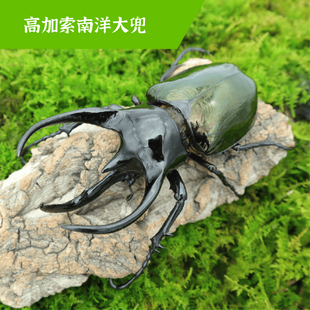 牧野虫社南洋大兜虫CCK独角仙甲虫宠物昆虫活物成虫幼虫活体甲壳