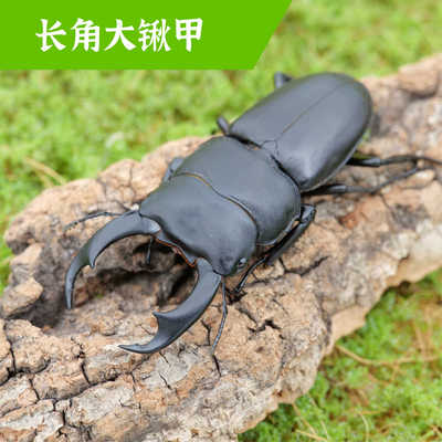 牧野虫社长角大锹甲甲虫独角仙